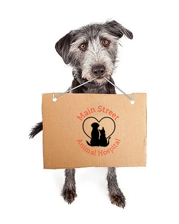Main Street Animal Hospital logo