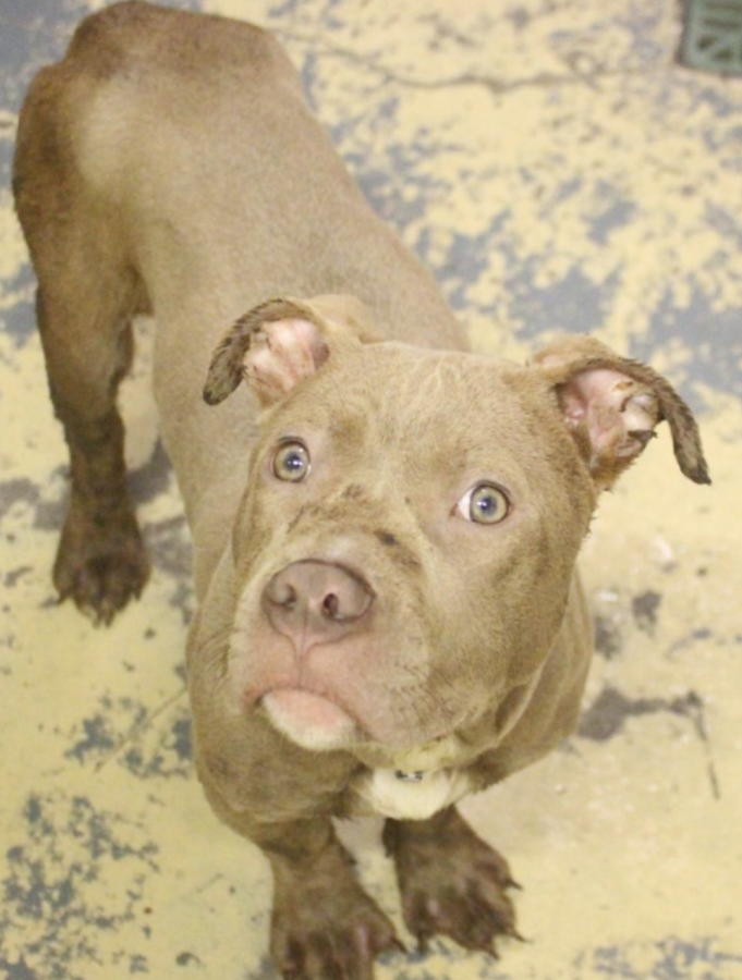 Southern Pines Animal Shelter