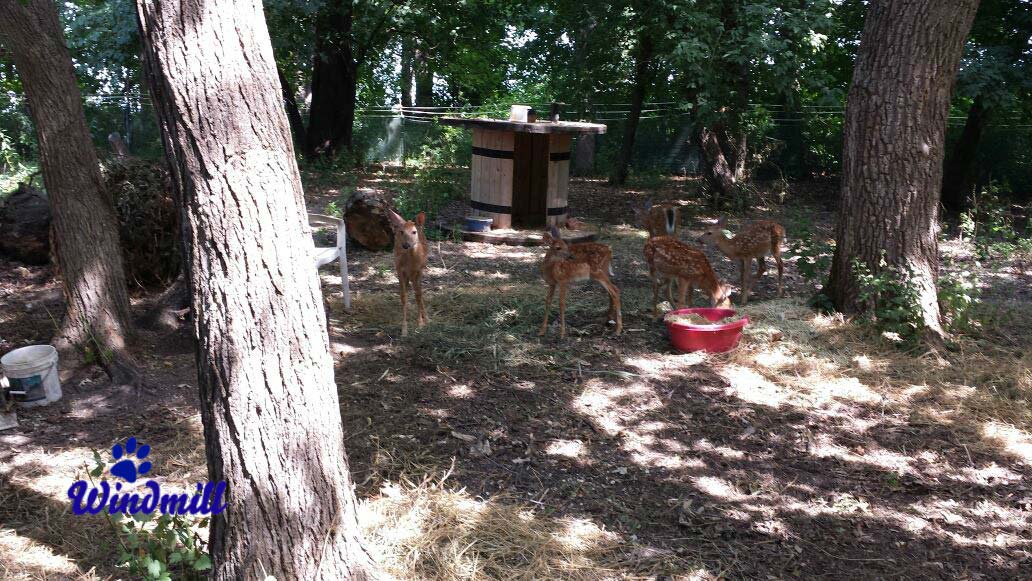 Windmill Animal Rescue