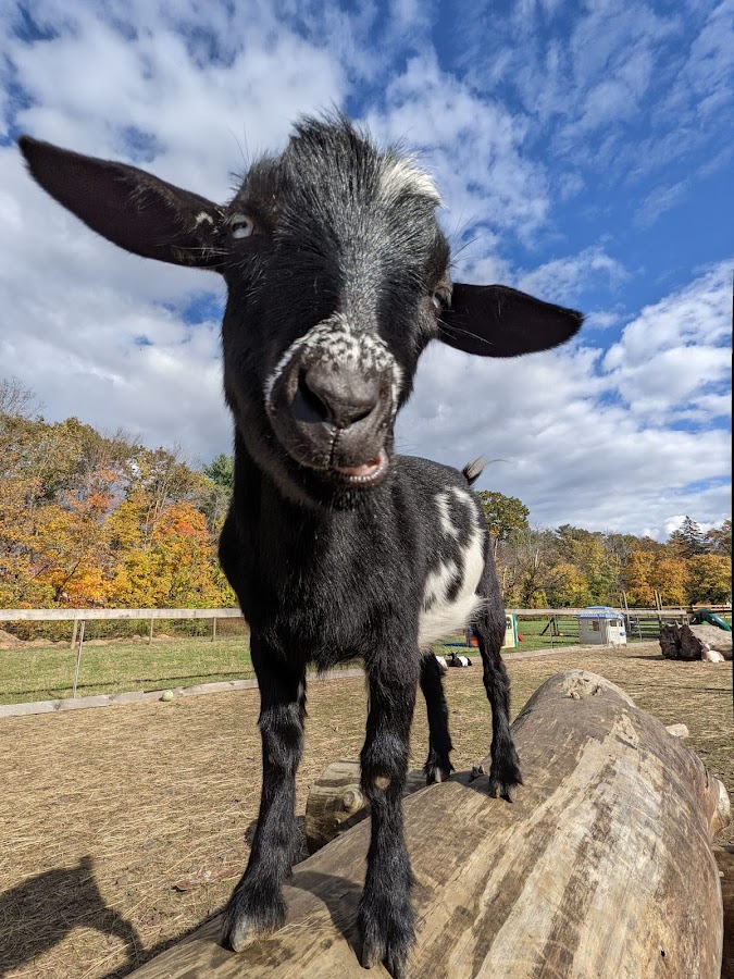 Whip City Animal Sanctuary