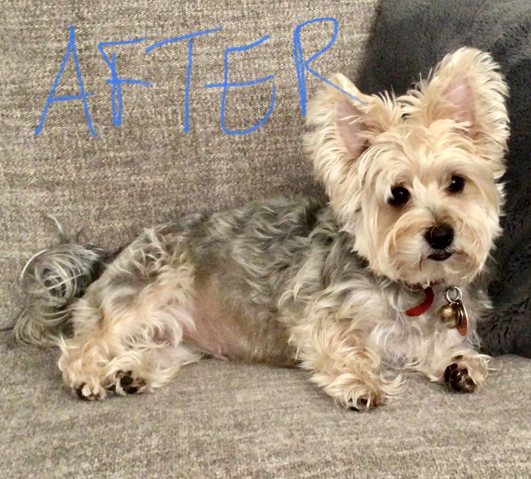 4 Paws Grooming Salon