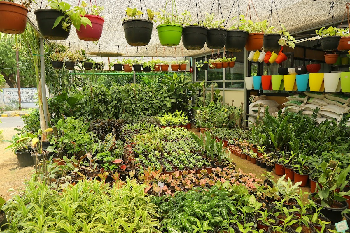 Standard Plant Shoppe