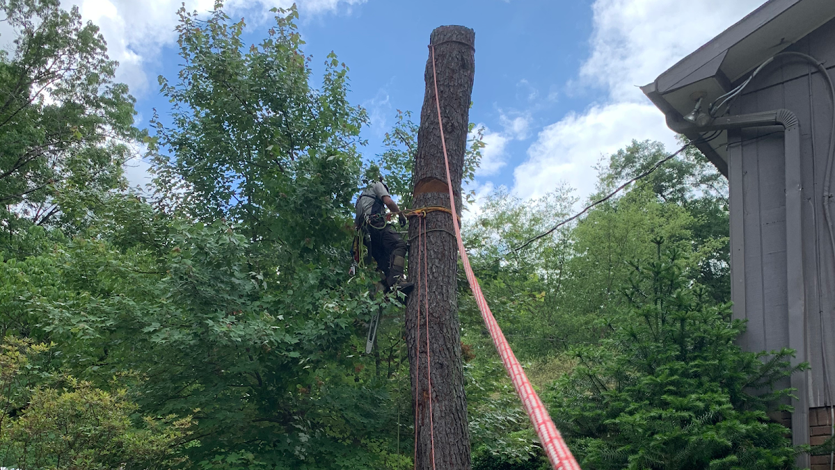 Canopy Care Tree Service LLC