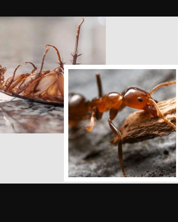 Enviro Safe Pest Control photo 2