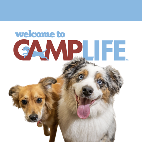 Camp Bow Wow Avondale