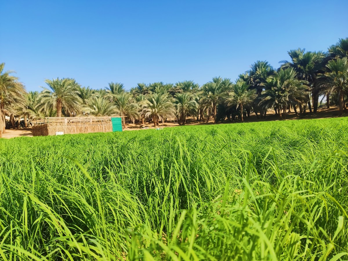 Meer khan house