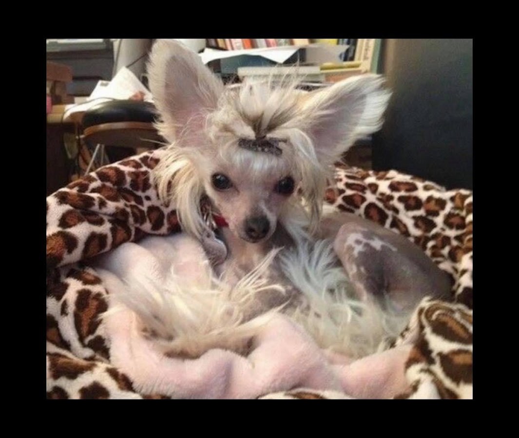 Western Kentucky Chihuahuas & Chinese Cresteds