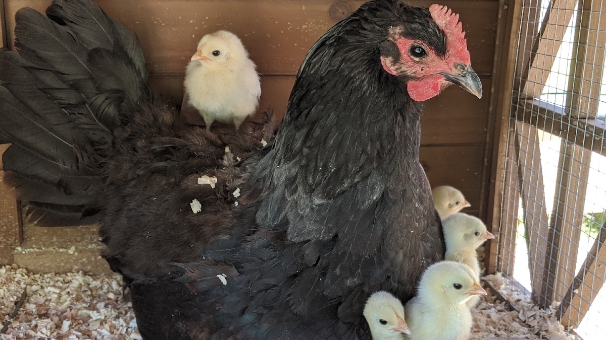 Az Chickens
