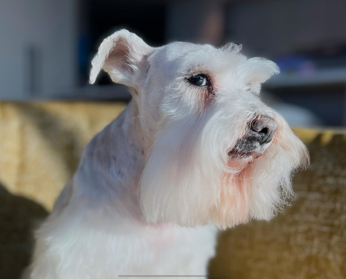 Heartstrings Pet Hospice