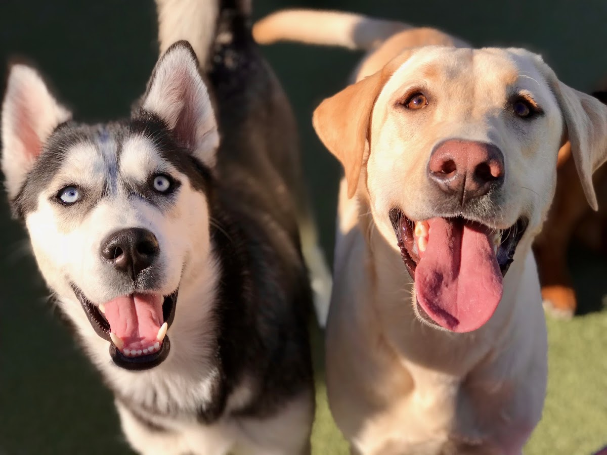 Glacier K9 Resort and Spa