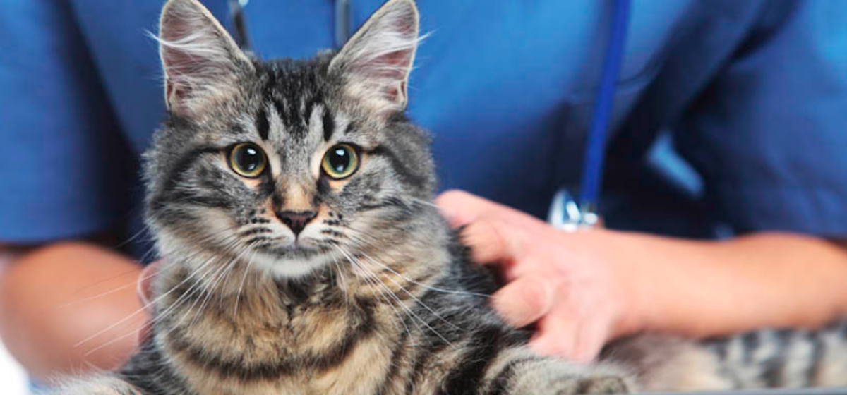 Northwest Rankin Animal Clinic