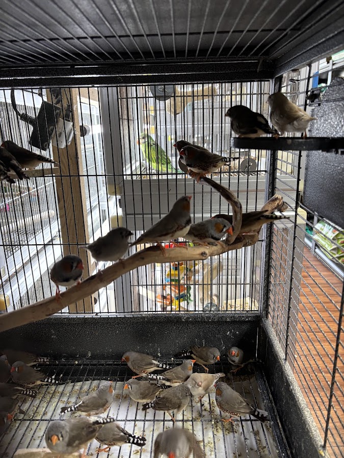 Bayouabird