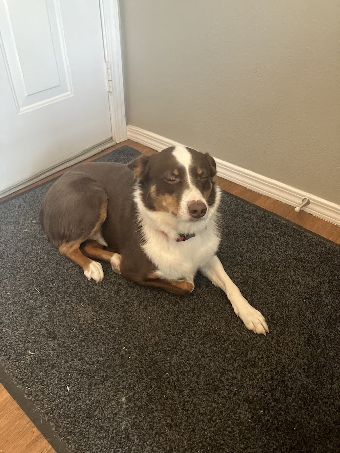 Animal Blessings Pet Hospital