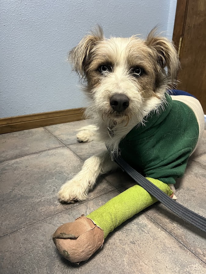 Summerlin Animal Hospital