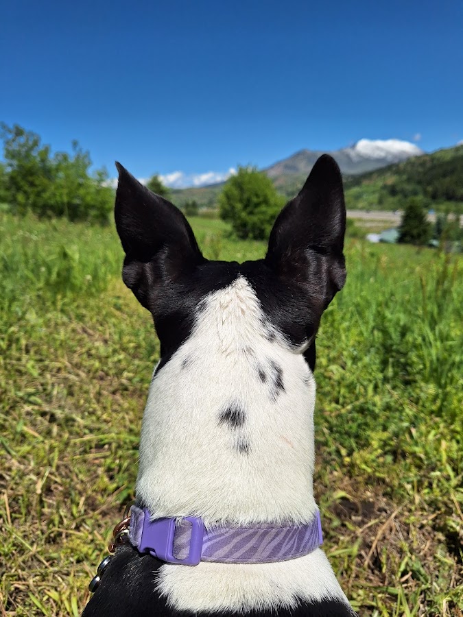 Dog Dayz Bozeman