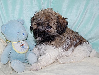 Puppy 2 Love - Nebraska