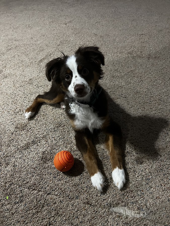 JBK Nebraska Dog