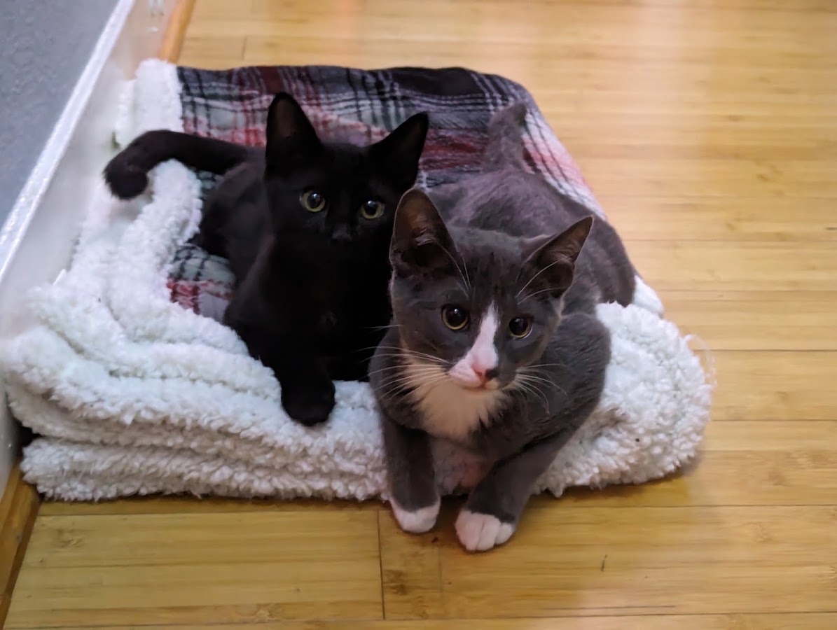 Fuzzy Paws Pet & Home Care