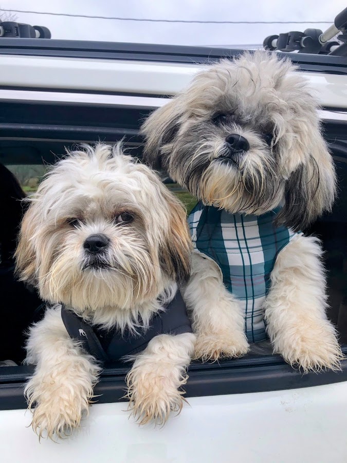 Extraordinary Puppies
