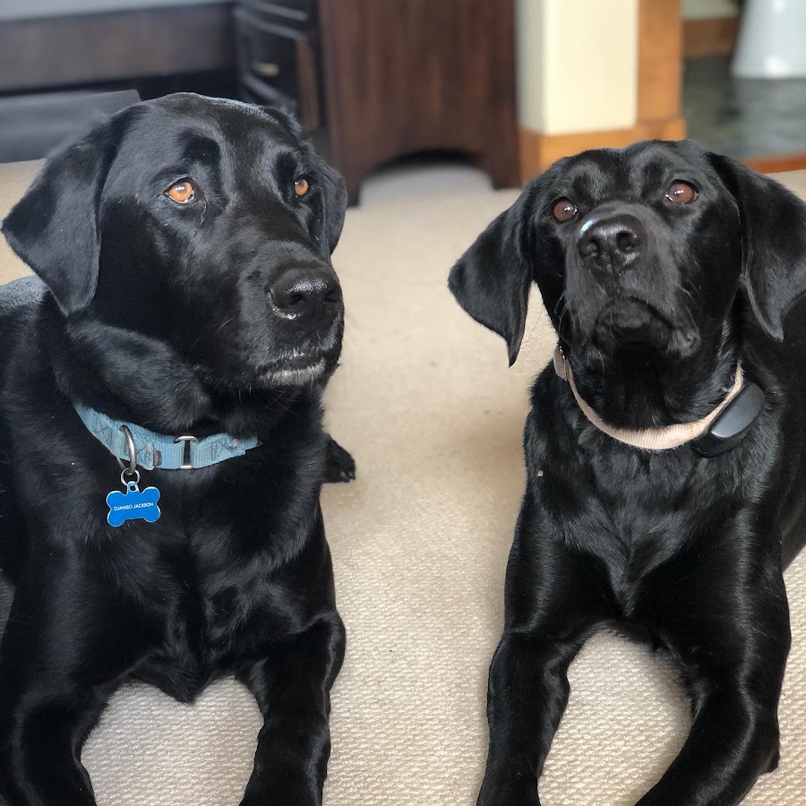 Bridger Veterinary Specialists & Emergency