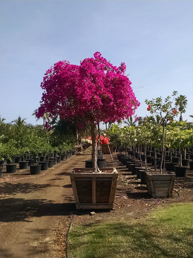 Hawaiian Gardens