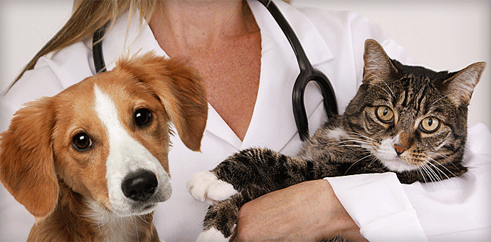 Scarborough Animal Hospital