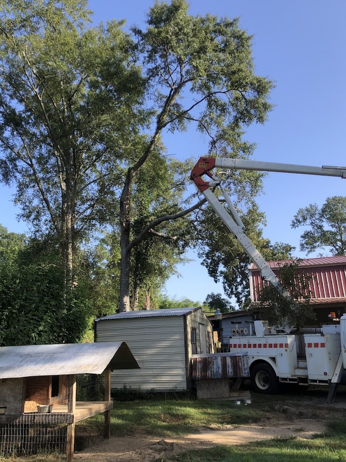 Stumped Tree Services