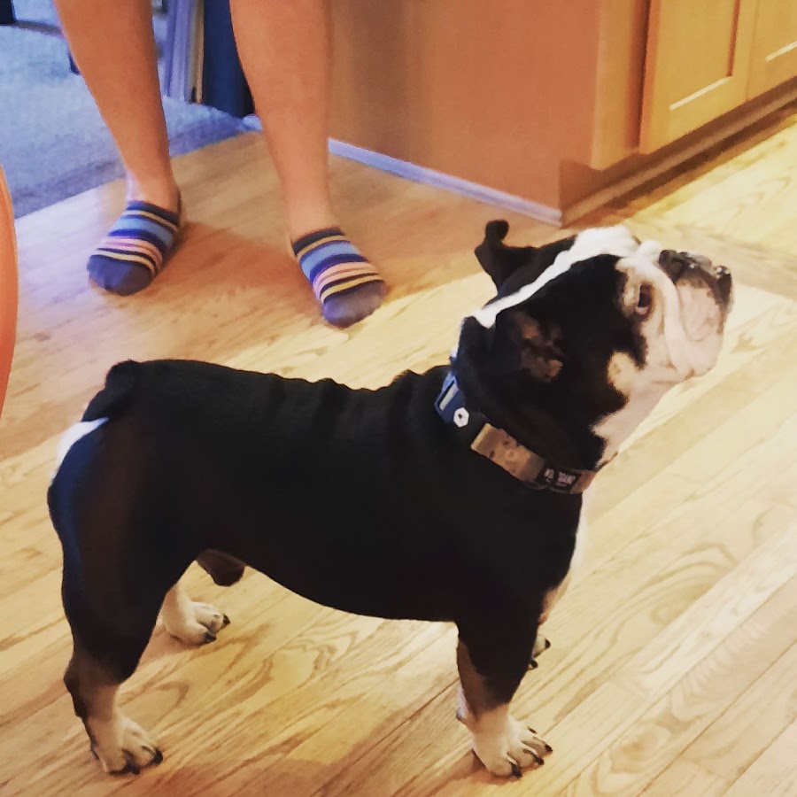 Border Collie Signings