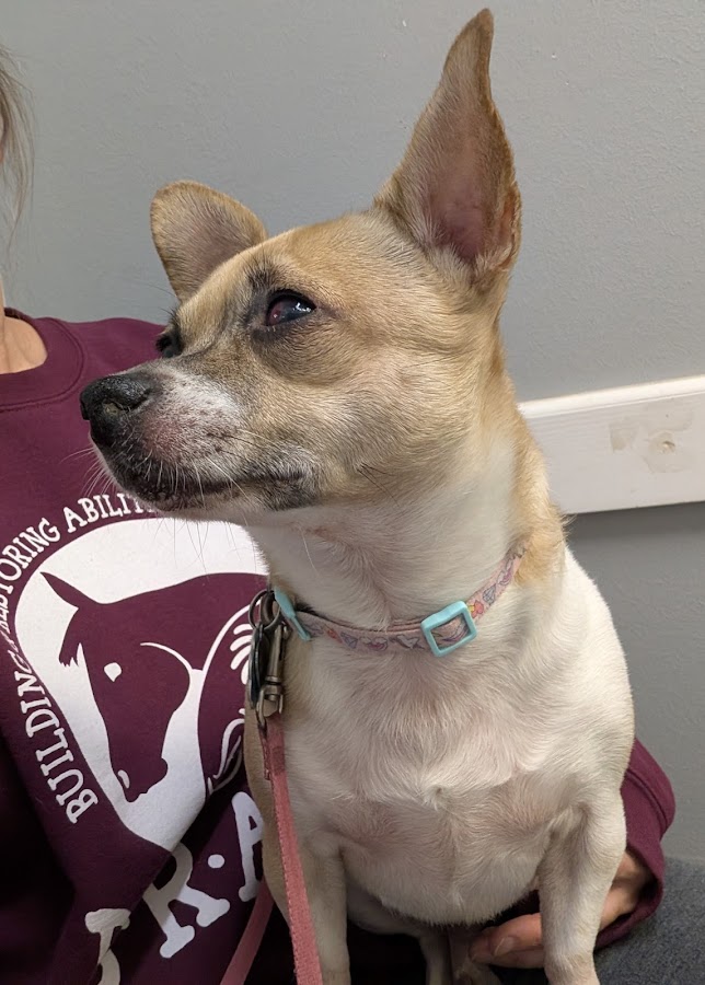 Jonesboro Animal Clinic