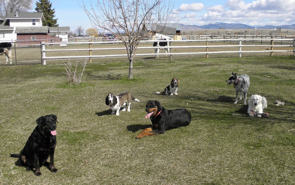 Clark's Canine Camp