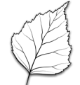 Silver Birch Medical Clinic logo