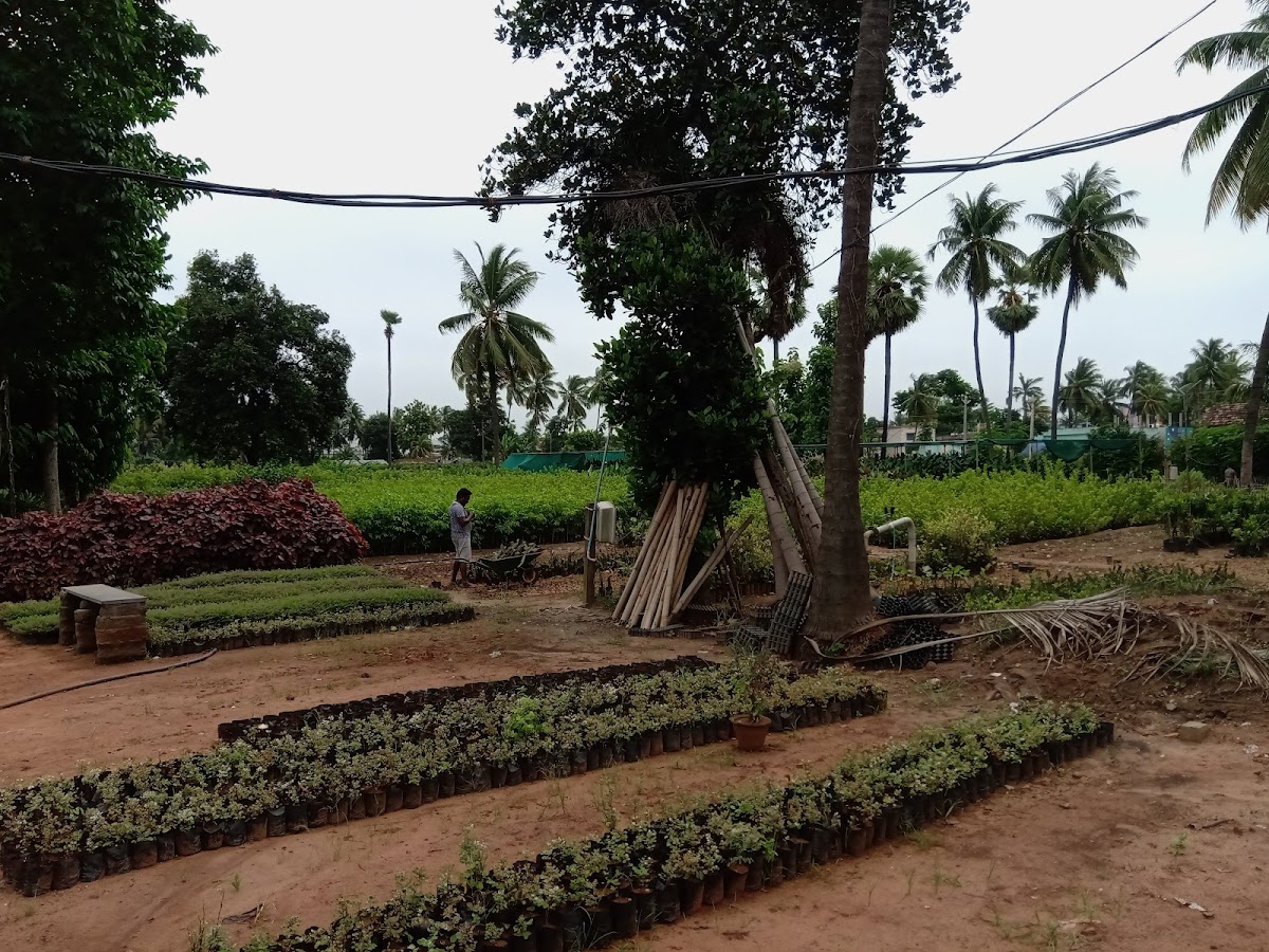 Kadiyam Rajasri Nursery Exports