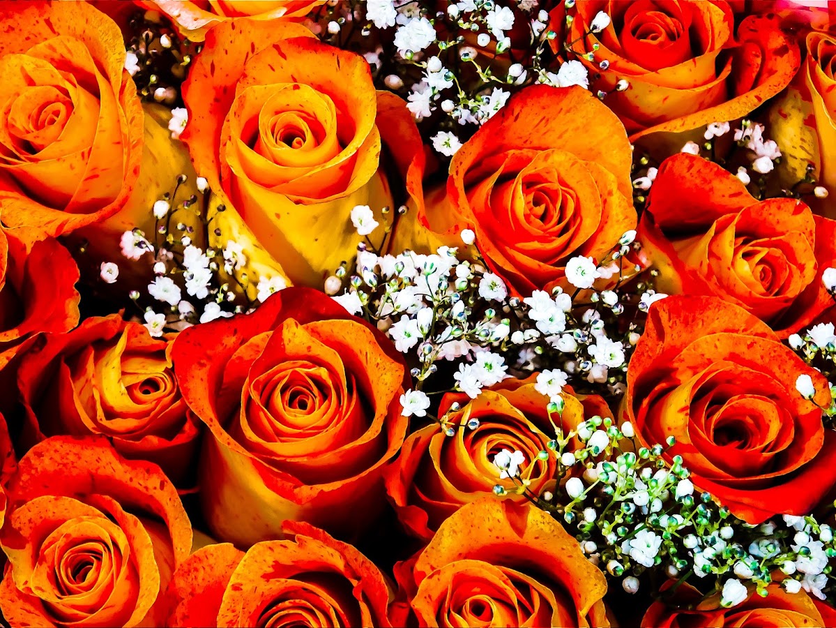 Pampered Lady Florist