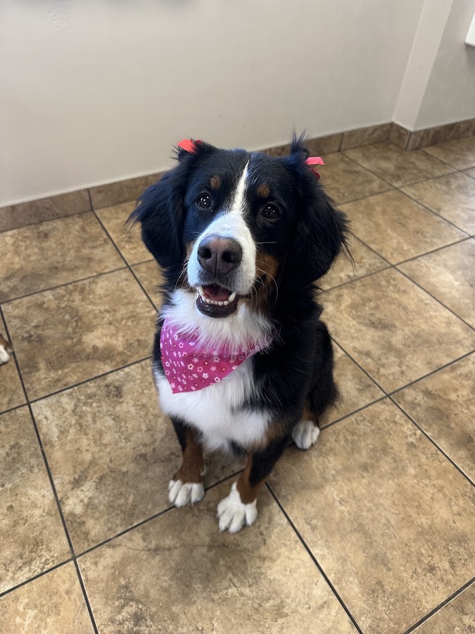 All American Pet Resorts Lakeshore