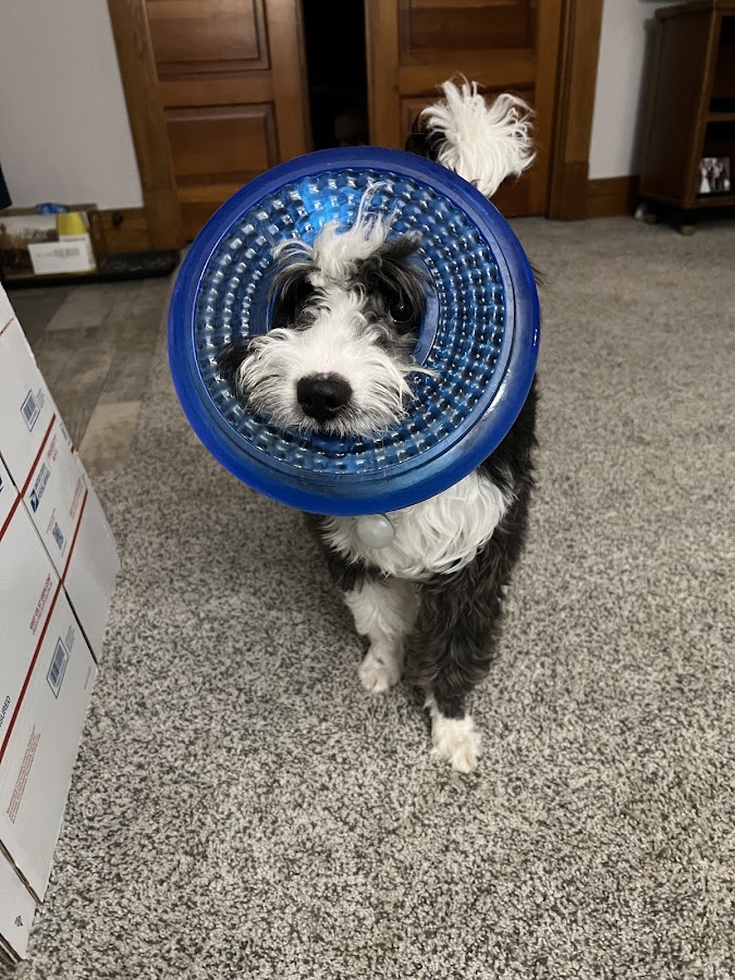 Parks Veterinary