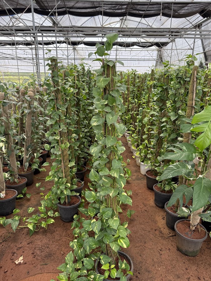 ETR Nursery