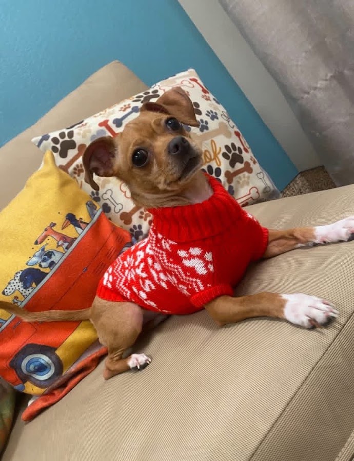 Lost Our Home Pet Rescue