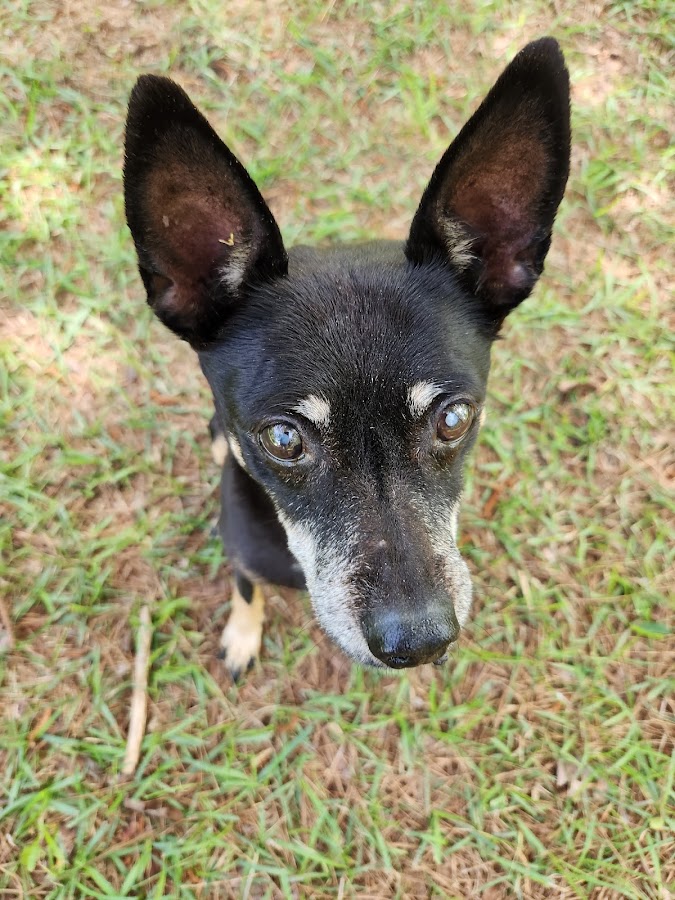 Animal Medical Center of Ellisville