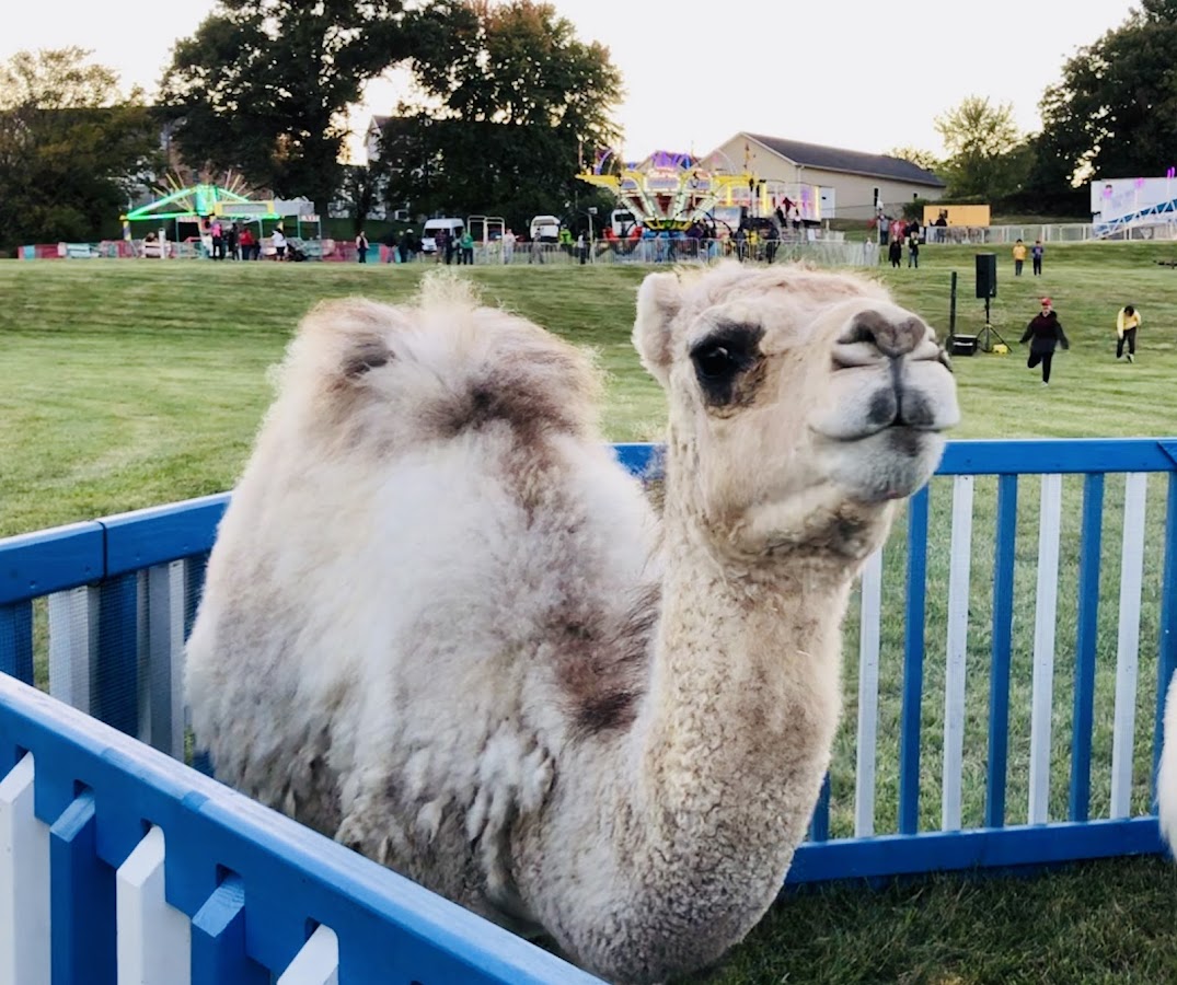 Animals *R* Us - Mobile Petting Zoo
