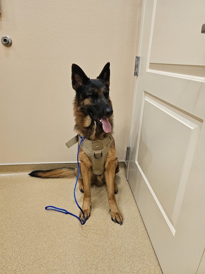 Peavine Animal Hospital