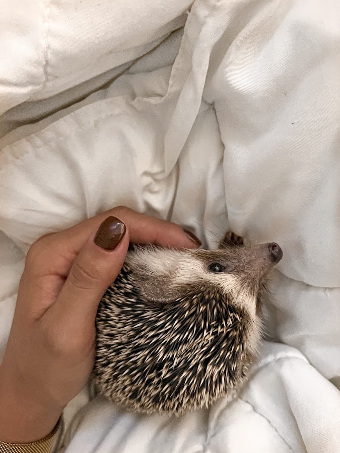 Terrapin Hedgehogs - BY APPOINTMENT ONLY