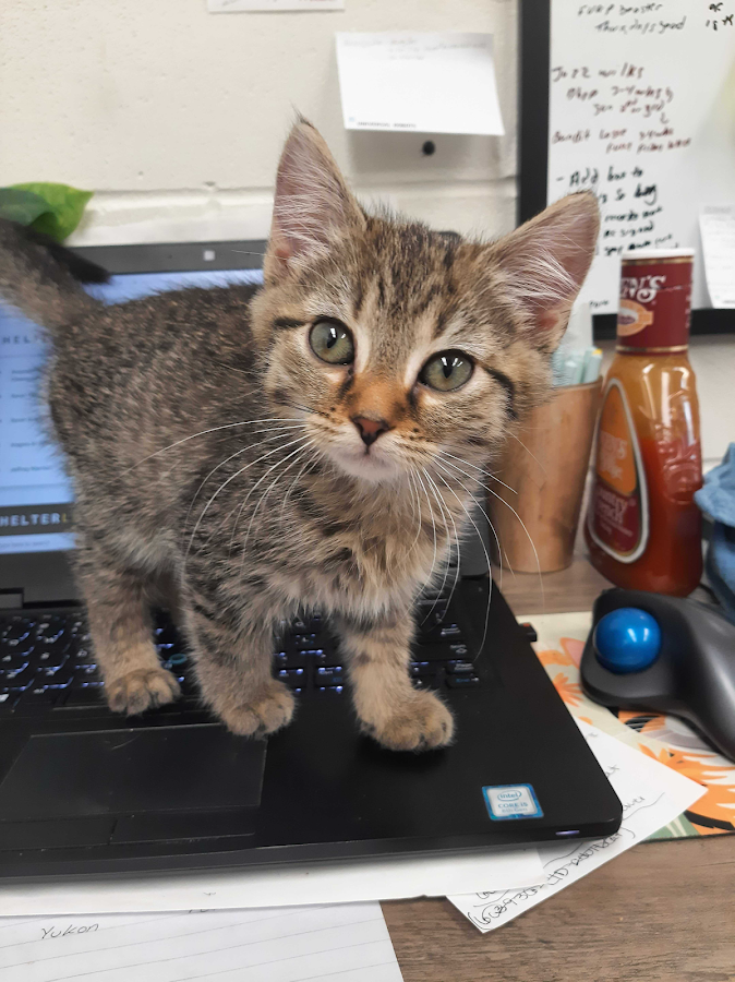 New Hampshire Humane Society