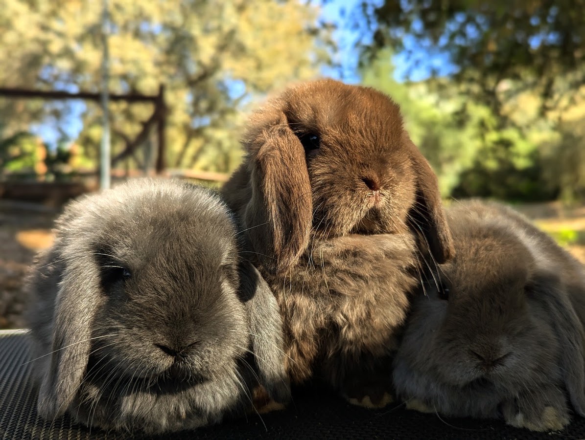 Alpine Rabbitry and More..