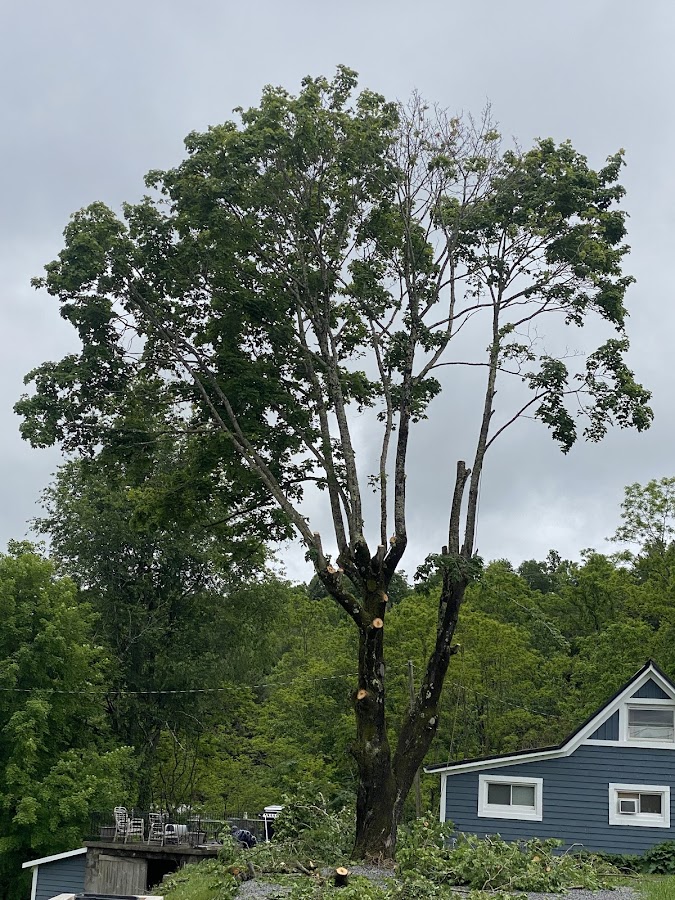 Floyd's Tree Service