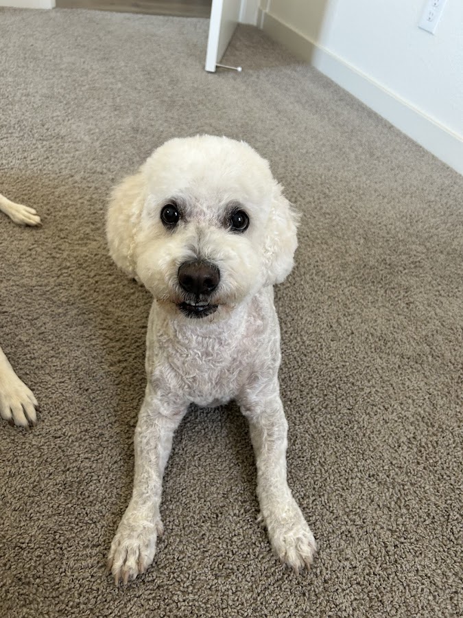 Furr-Nley's Pet Spa
