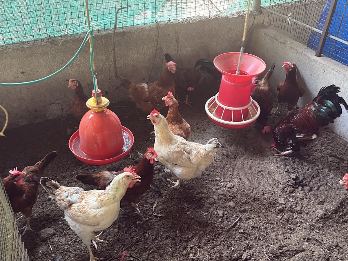 Aaditiya Poultry Farms
