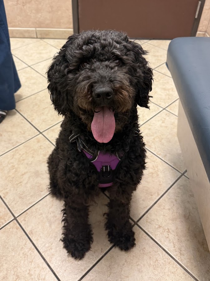 Valley Ranch Animal Hospital