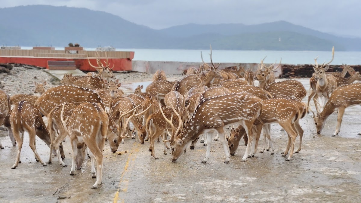 book2travel-Andaman Local Tours and Travels