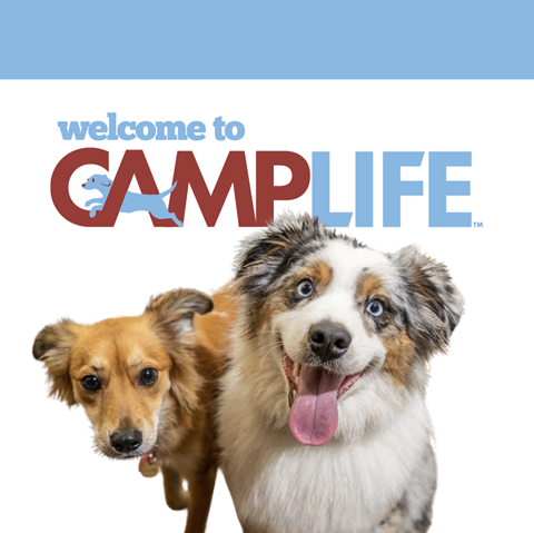 Camp Bow Wow Portland