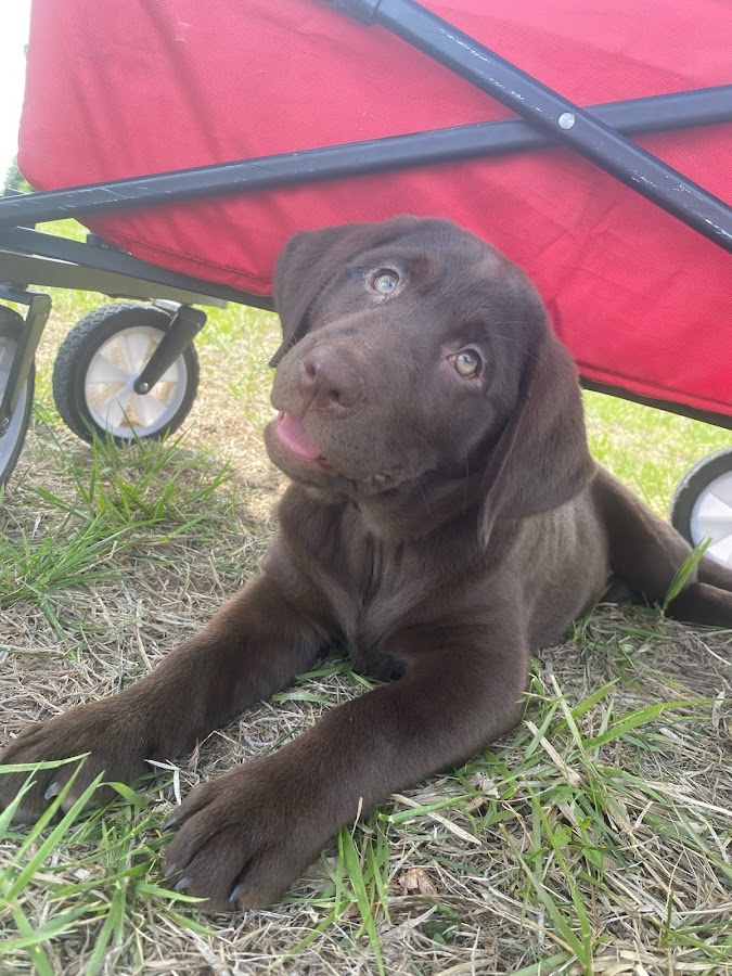 DeLoa's Sporting Dogs